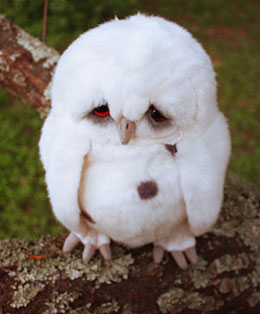 sad owl featured image