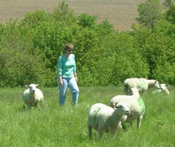 Catherine Friend and sheep