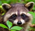 raccoon